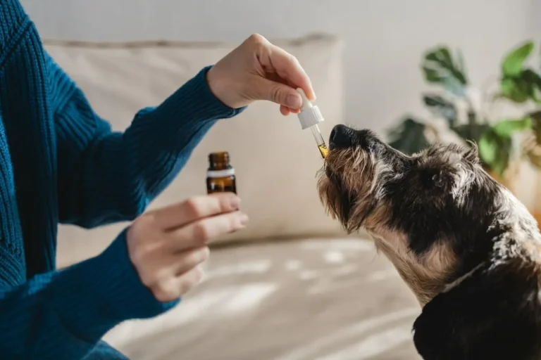 Olejek CBD dla psa