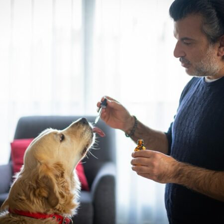 Kannabidiol dla zwierząt – co warto wiedzieć