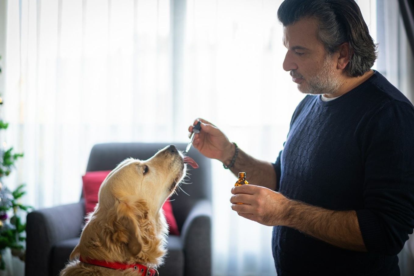 Kannabidiol dla zwierząt – co warto wiedzieć
