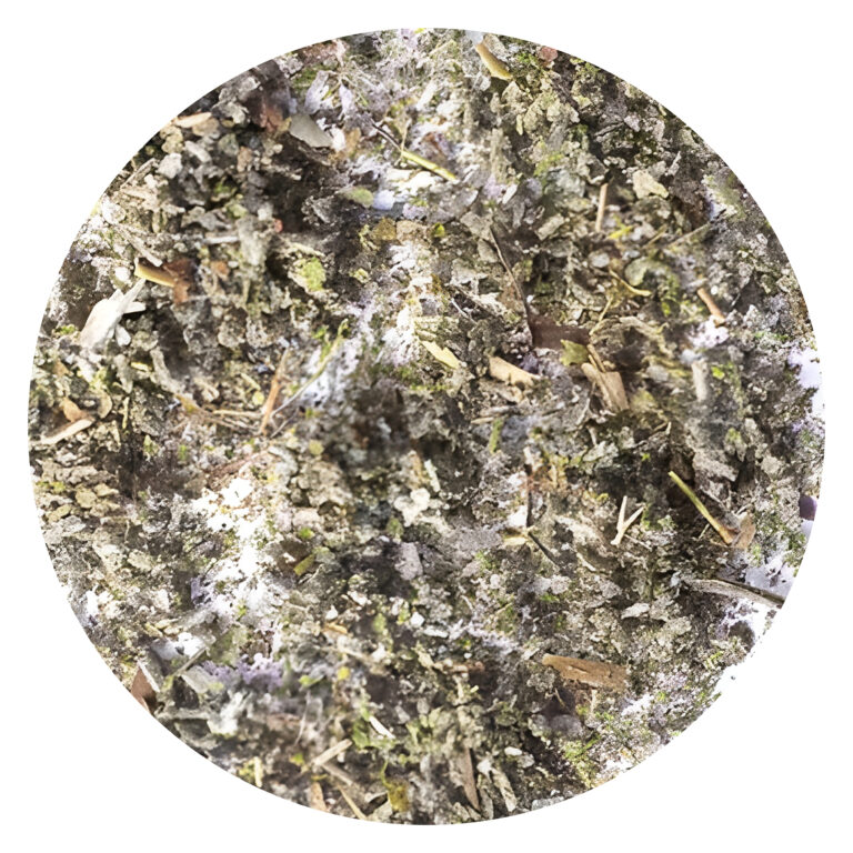 Melisa (Melissa officinalis)