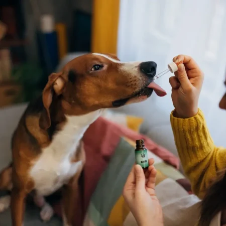 Jak wybrać odpowiedni olejek CBD dla psa – co ma znaczenie?