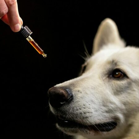 Czy CBD dla psa różni się od CBD dla ludzi?